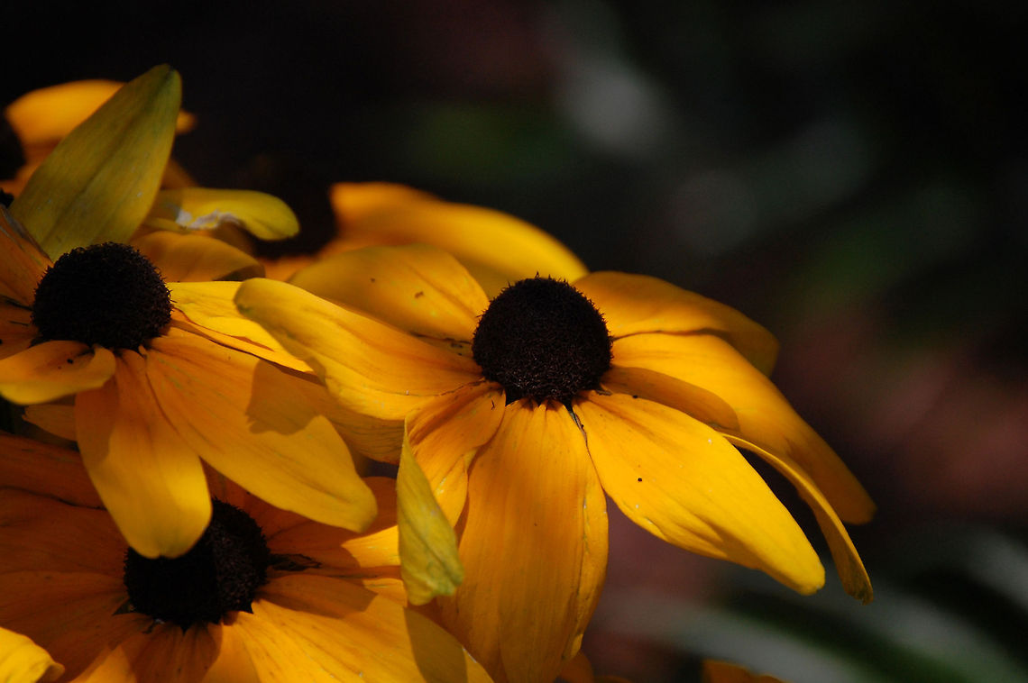 Black-eyed susan  Black-eyed Susan,Plant,Rudbeckia hirta,flora,floral,nature