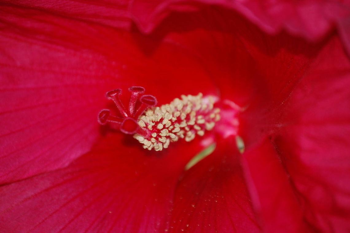 Chinese Hibiscus closeup  Chinese hibiscus,Hibiscus rosa-sinensis,Plant,flora,floral,nature
