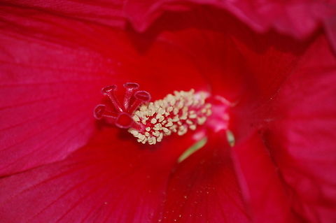 Chinese Hibiscus closeup  Chinese hibiscus,Hibiscus rosa-sinensis,Plant,flora,floral,nature