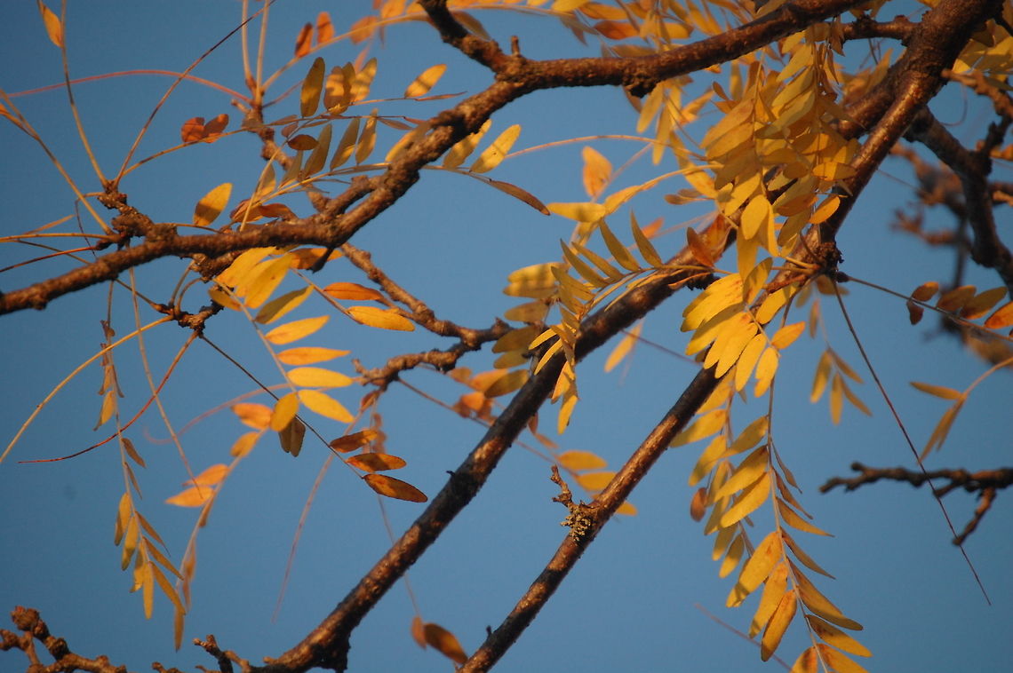 Honey locust  Gleditsia triacanthos,Honey locustGleditsia triacanthos,Plant,flora,floral,nature