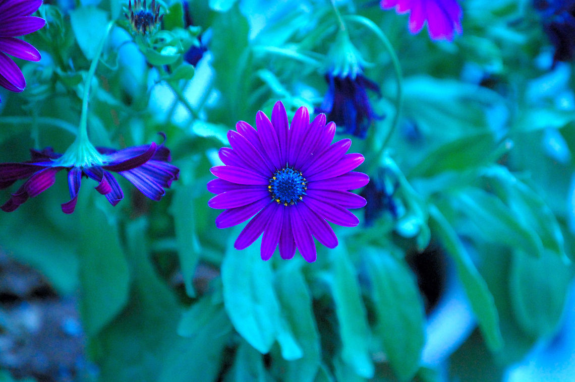 flower  Plant,flora,floral,nature