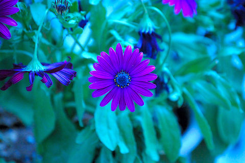 flower  Plant,flora,floral,nature