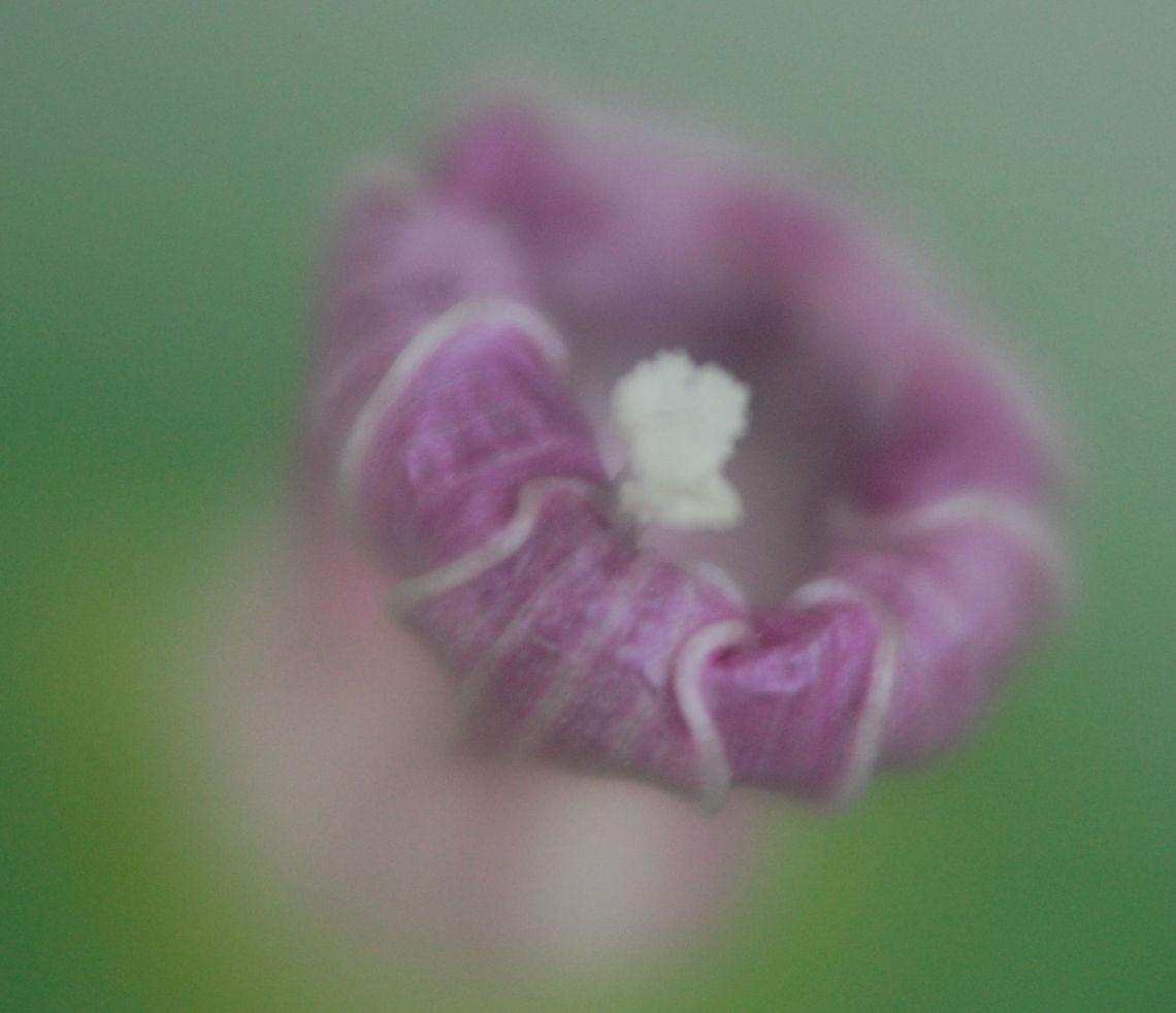 Ipomoea nil This is an attempt at a macro of a morning glory bloom Ipomoea nil,Plant,flora,floral,nature