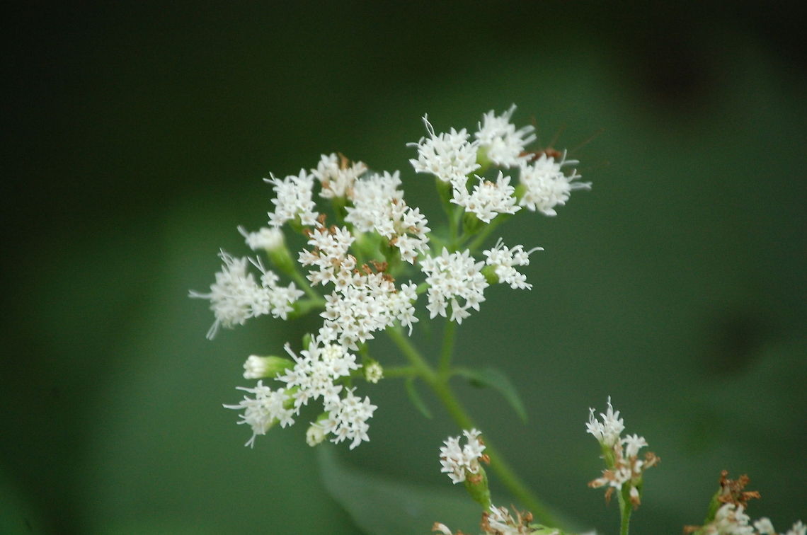 DSC_0034-9 not sure what this is it's not queen ann's lace Ageratina altissima,Plant,White Snakeroot,flora,floral,nature