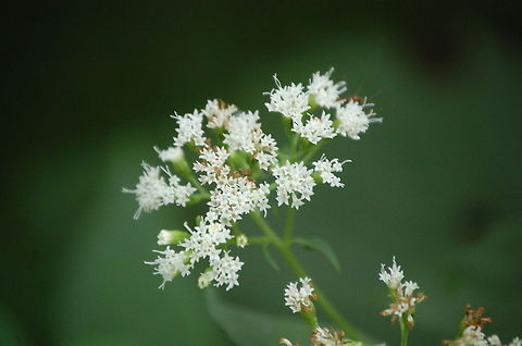 DSC_0034-9 not sure what this is it's not queen ann's lace Ageratina altissima,Plant,White Snakeroot,flora,floral,nature