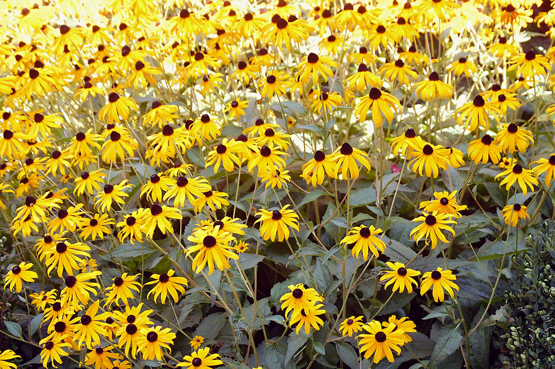 Black-eyed Susan the Black-eyed Susans grow wild around my home Black-eyed Susan,Plant,Rudbeckia hirta,flora,floral,flowers,nature