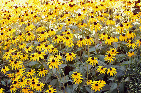Black-eyed Susan the Black-eyed Susans grow wild around my home Black-eyed Susan,Plant,Rudbeckia hirta,flora,floral,flowers,nature