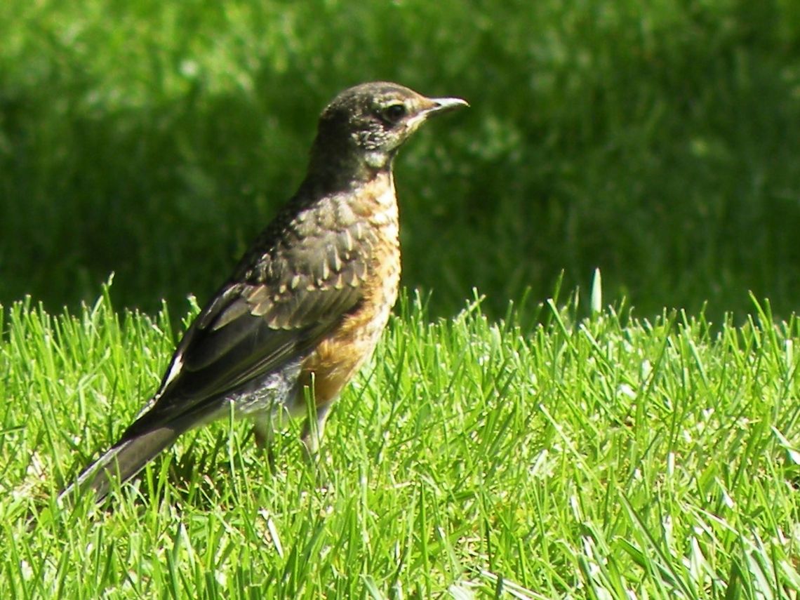 American Robin/Turdus migratorius one of the most common sights in the spring American Robin,Turdus migratorius,animal,avian,bird