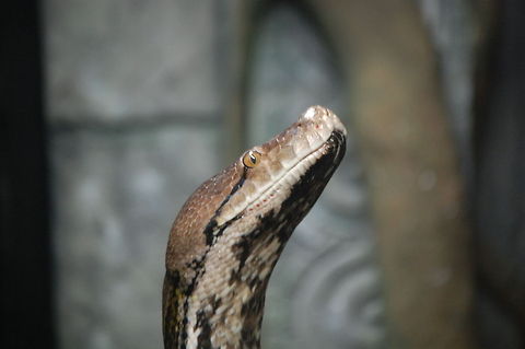 Python/Python reticulatus beautiful animal Animal,Python reticulatus,Reticulated python,cold blooded,reptile,snake,wildlife