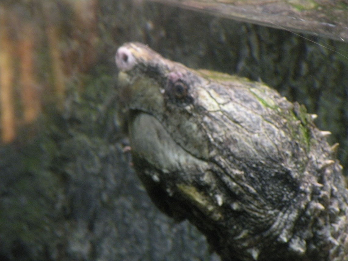 Alligator snapping turtle/Macrochelys temminckii watch where you put your hands,  Alligator snapping turtle,Animal,Macrochelys temminckii,cold blooded,reptile,wildlife