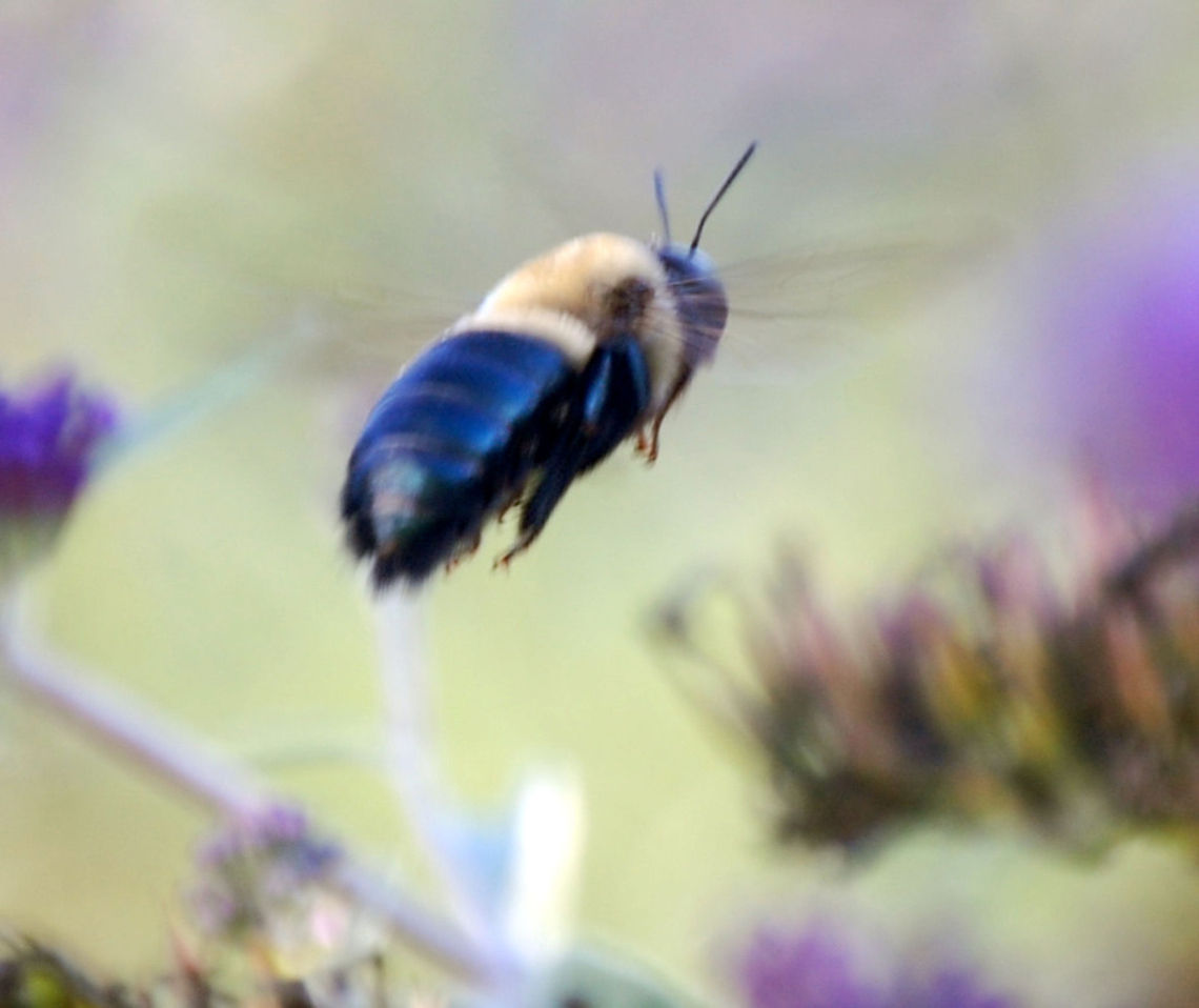 carpenter bee/Xylocopa virginica  Eastern Carpenter Bee,Xylocopa virginica,carpenter bee,flying insect,insect
