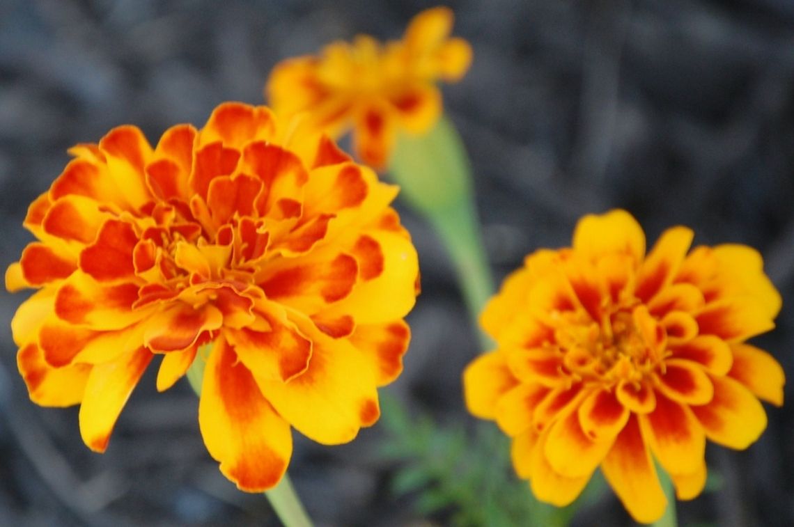 Marigolds  Marigolds,Plant,Tagetes,Tagetes erecta,flora,floral,nature