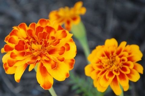 Marigolds  Marigolds,Plant,Tagetes,Tagetes erecta,flora,floral,nature