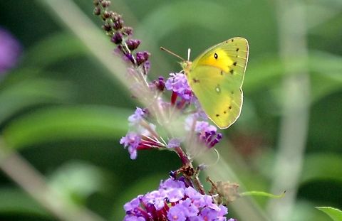 Sulfur butterfly  Animal,Colias eurytheme,Orange Sulphur,insect