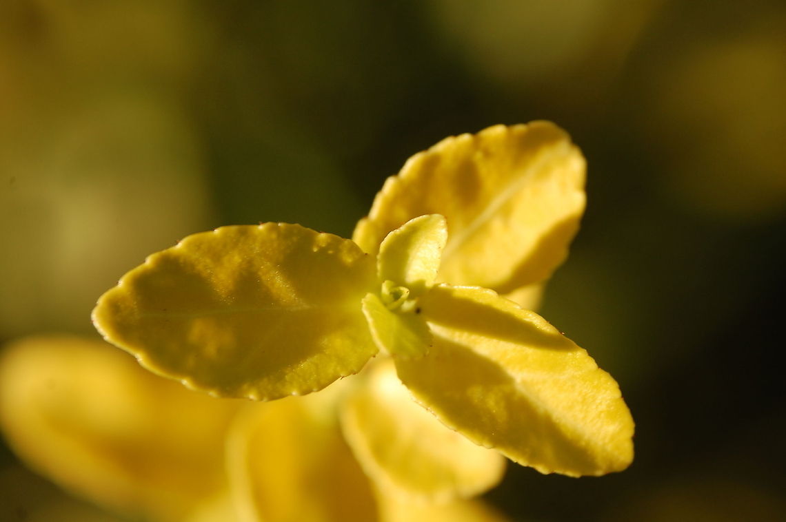 DSC_0014-30  Plant,flora,floral,nature