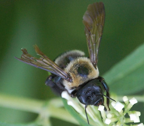 carpenter bee/Xylocopa virginica  Eastern Carpenter Bee,Xylocopa virginica,carpenter bee,flying insect,insect