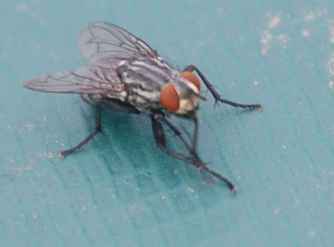 common house fly/Musca domestica dirty little creature Animal,Housefly,Musca domestica,flying insect,insect