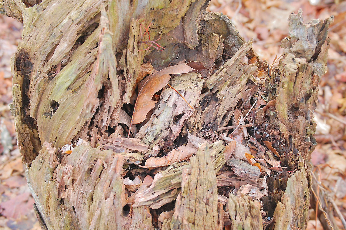 a stump Please note that I may from time to time accidently double an image, if I do please, please, pleaaassse let me know so I can delete it. Thanks Plant,flora,floral,nature