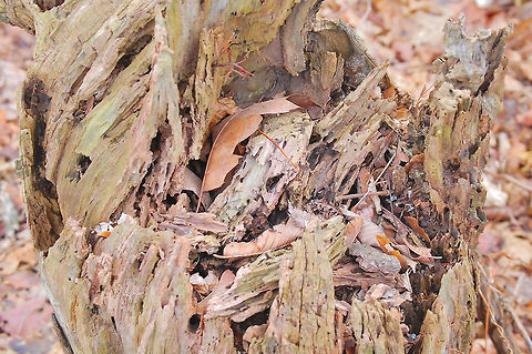 a stump Please note that I may from time to time accidently double an image, if I do please, please, pleaaassse let me know so I can delete it. Thanks Plant,flora,floral,nature