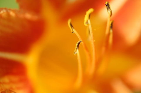 close up Please note that I may from time to time accidently double an image, if I do please, please, pleaaassse let me know so I can delete it. Thanks Hemerocallis fulva,Plant,flora,floral,nature