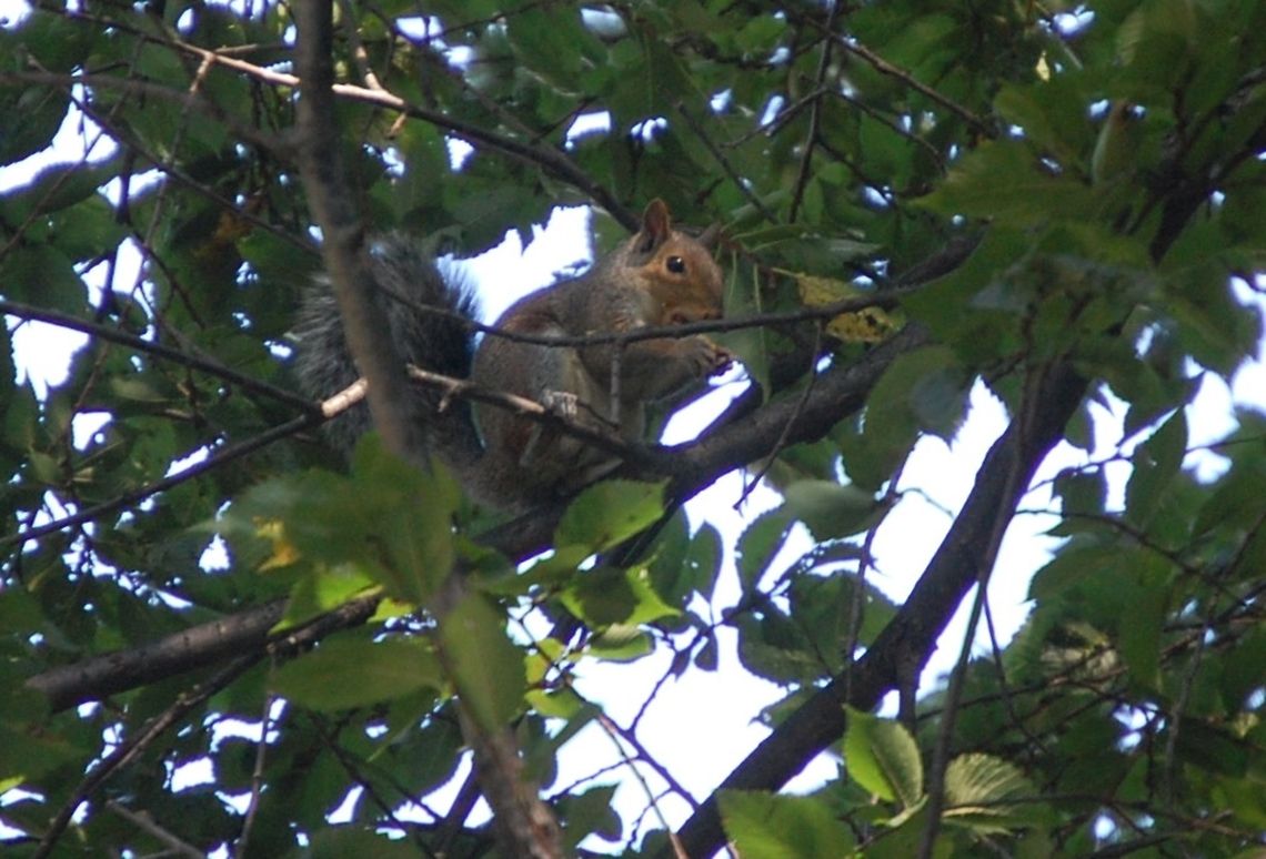 trying to hide Please note that I may from time to time accidently double an image, if I do please, please, pleaaassse let me know so I can delete it. Thanks Eastern gray squirrel,Plant,Sciurus carolinensis,animal,flora,floral,nature