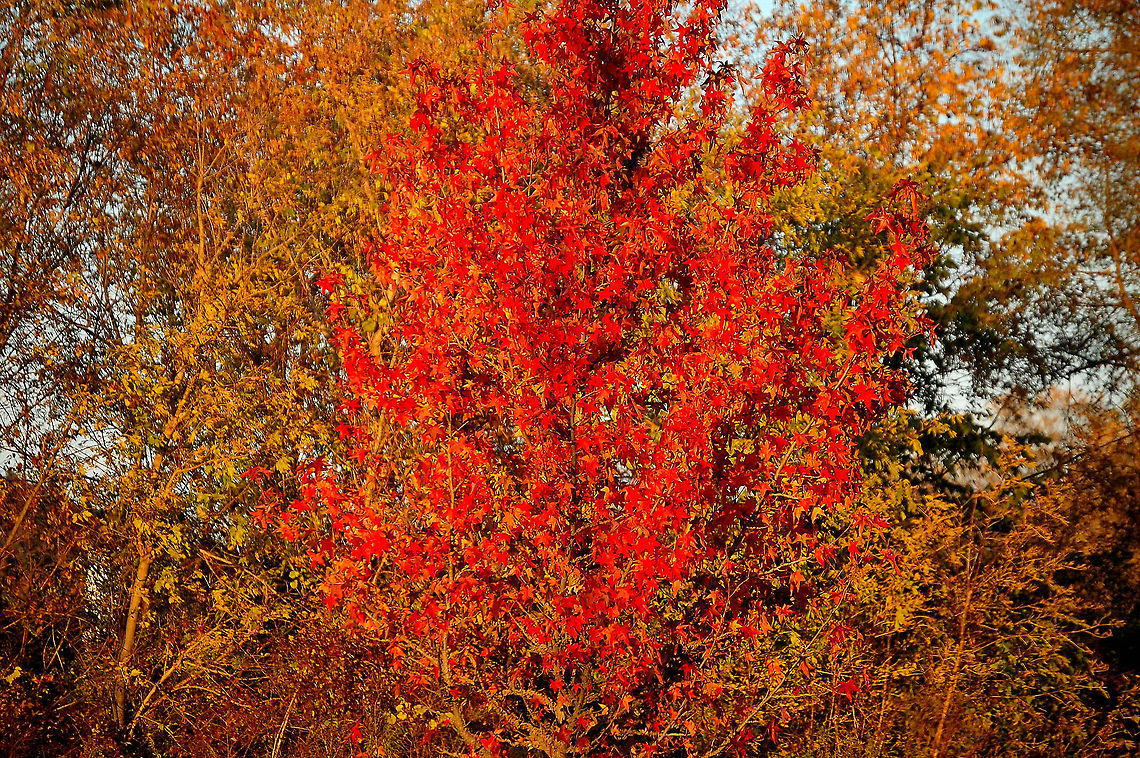 fall color Please note that I may from time to time accidently double an image, if I do please, please, pleaaassse let me know so I can delete it. Thanks Plant,flora,floral,nature