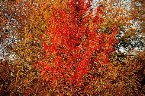 fall color Please note that I may from time to time accidently double an image, if I do please, please, pleaaassse let me know so I can delete it. Thanks Plant,flora,floral,nature
