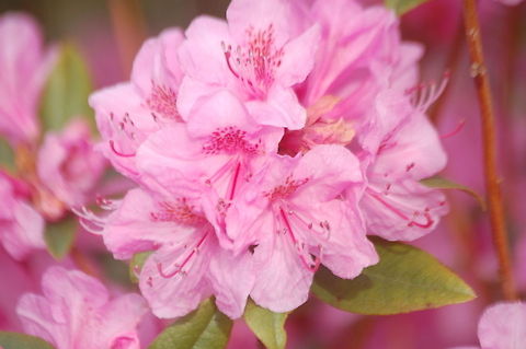 blossom Please note that I may from time to time accidently double an image, if I do please, please, pleaaassse let me know so I can delete it. Thanks Prunus sargentii
