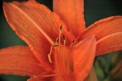 Day lily Please note that I may from time to time accidently double an image, if I do please, please, pleaaassse let me know so I can delete it. Thanks Hemerocallis fulva,Plant,flora,floral,nature