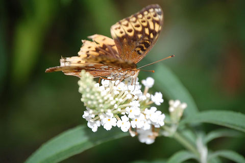 Butterfly Please note that I may from time to time accidently double an image, if I do please, please, pleaaassse let me know so I can delete it. Thanks Great Spangled Fritillary,Speyeria cybele,butterfly,insect