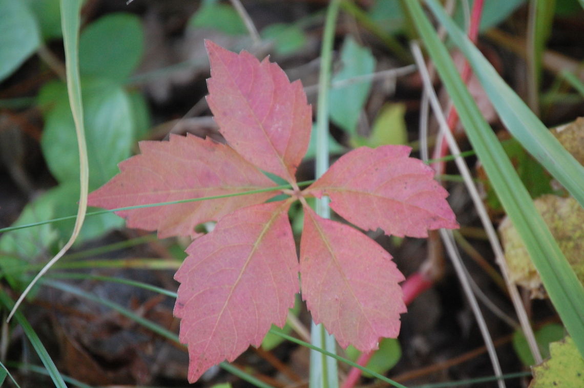 poison ivy Please note that I may from time to time accidently double an image, if I do please, please, pleaaassse let me know so I can delete it. Thanks Parthenocissus quinquefolia,Plant,Poison ivy,Toxicodendron radicans,Virginia creeper,flora,floral,nature