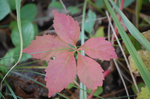 poison ivy Please note that I may from time to time accidently double an image, if I do please, please, pleaaassse let me know so I can delete it. Thanks Parthenocissus quinquefolia,Plant,Poison ivy,Toxicodendron radicans,Virginia creeper,flora,floral,nature
