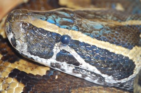 business end this is the painful part of the snake Animal,Burmese Python,Invasive species,Python bivittatus,Python molurus bivittatus,cold blooded,natural,wildlife