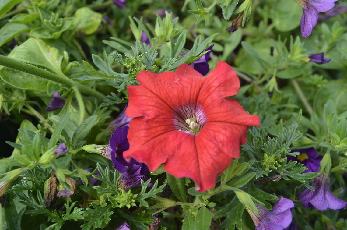 Petunia  Petunia,Petunia axillaris,plant