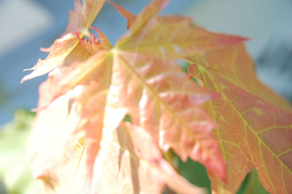 leaves  Acer pseudoplatanus,Plant,flora,floral,nature