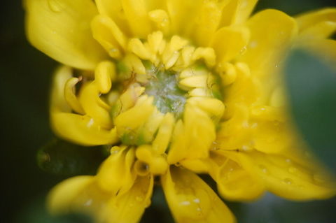 Yellow flower  Plant,flora,floral,nature