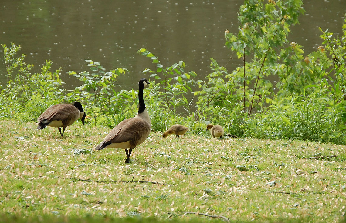 Branta canadensis/Canada goose  Branta canadensis,Canada Goose,geese,gosling,nature