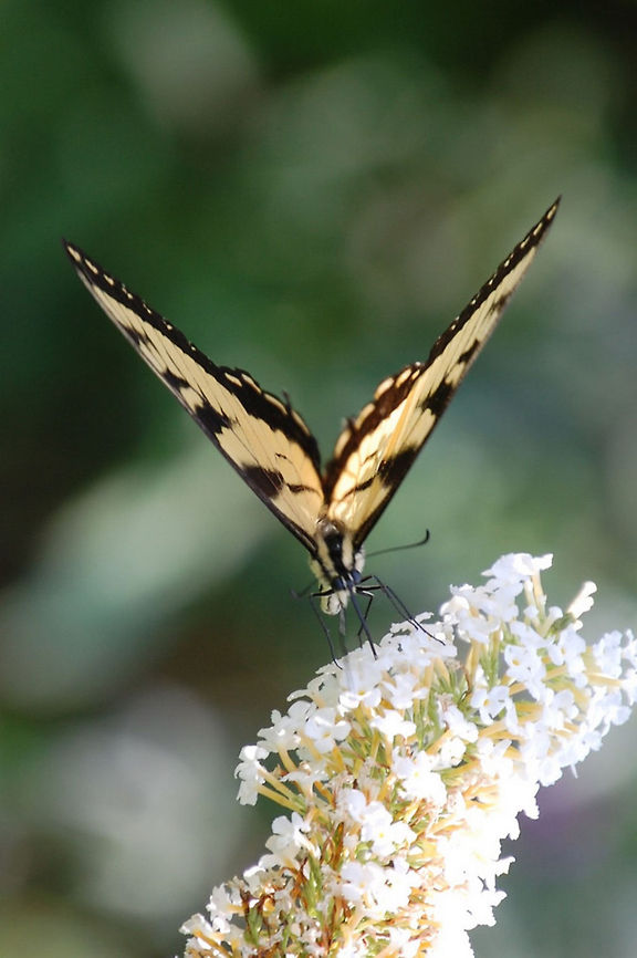 butterfly  Animal,Eastern Tiger Swallowtail,Papilio glaucus,butterfly,flying insect,insect