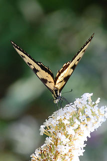 butterfly  Animal,Eastern Tiger Swallowtail,Papilio glaucus,butterfly,flying insect,insect