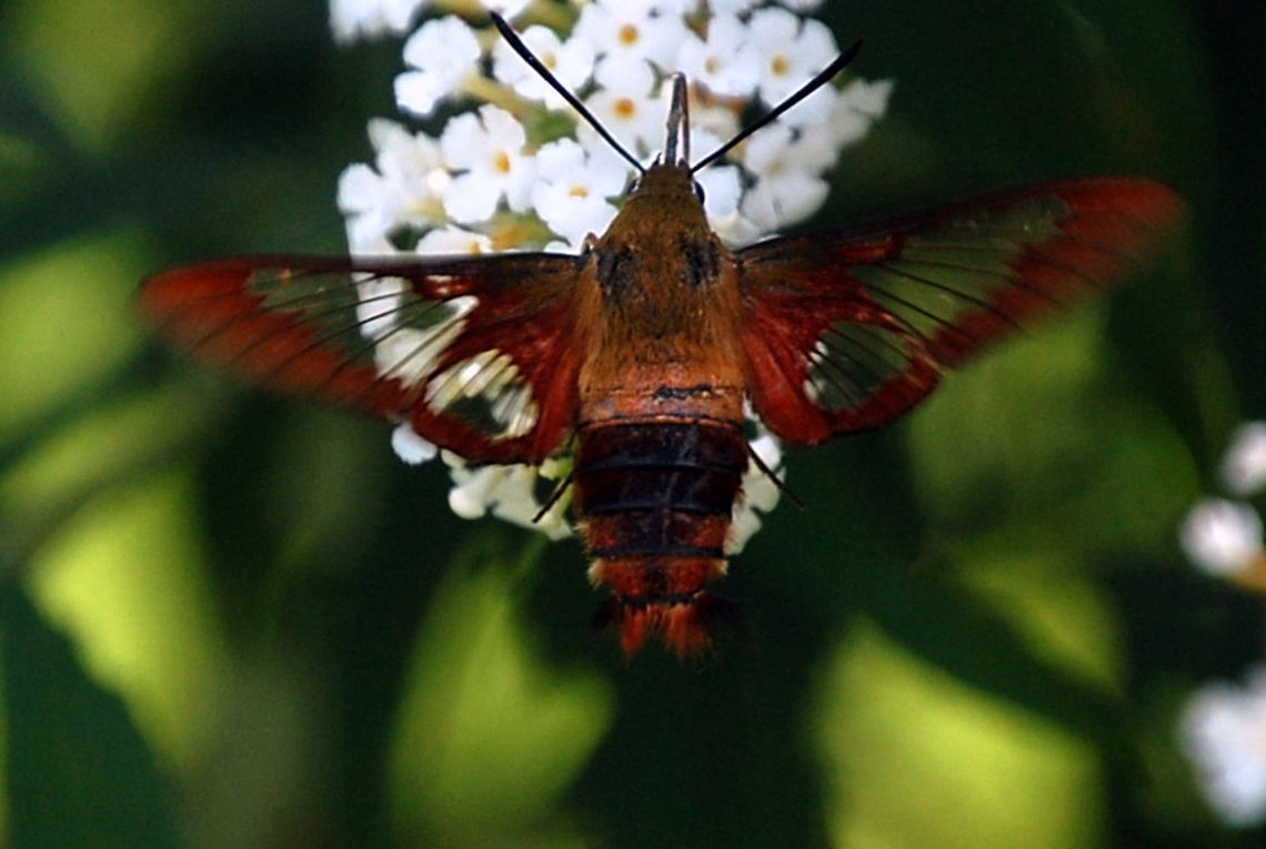 Hummingbird Clearwing in flight  Animal,Hemaris thysbe,Hummingbird Clearwing,insect