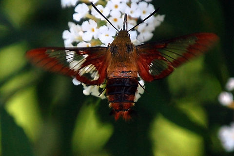Hummingbird Clearwing in flight  Animal,Hemaris thysbe,Hummingbird Clearwing,insect