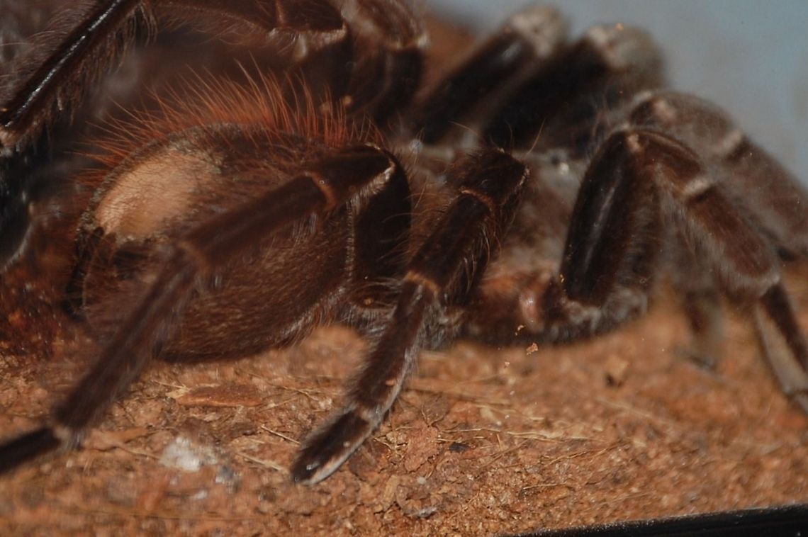 tarantula/ unknown specie (Avicularia versicolor) Spiders (order Araneae) are air-breathing arthropods that have eight legs and chelicerae with fangs that inject venom. I am not sure if this is   Avicularia versicolor or not Animal,Avicularia versicolor ?,Spider,arthropod,insect,tarantula