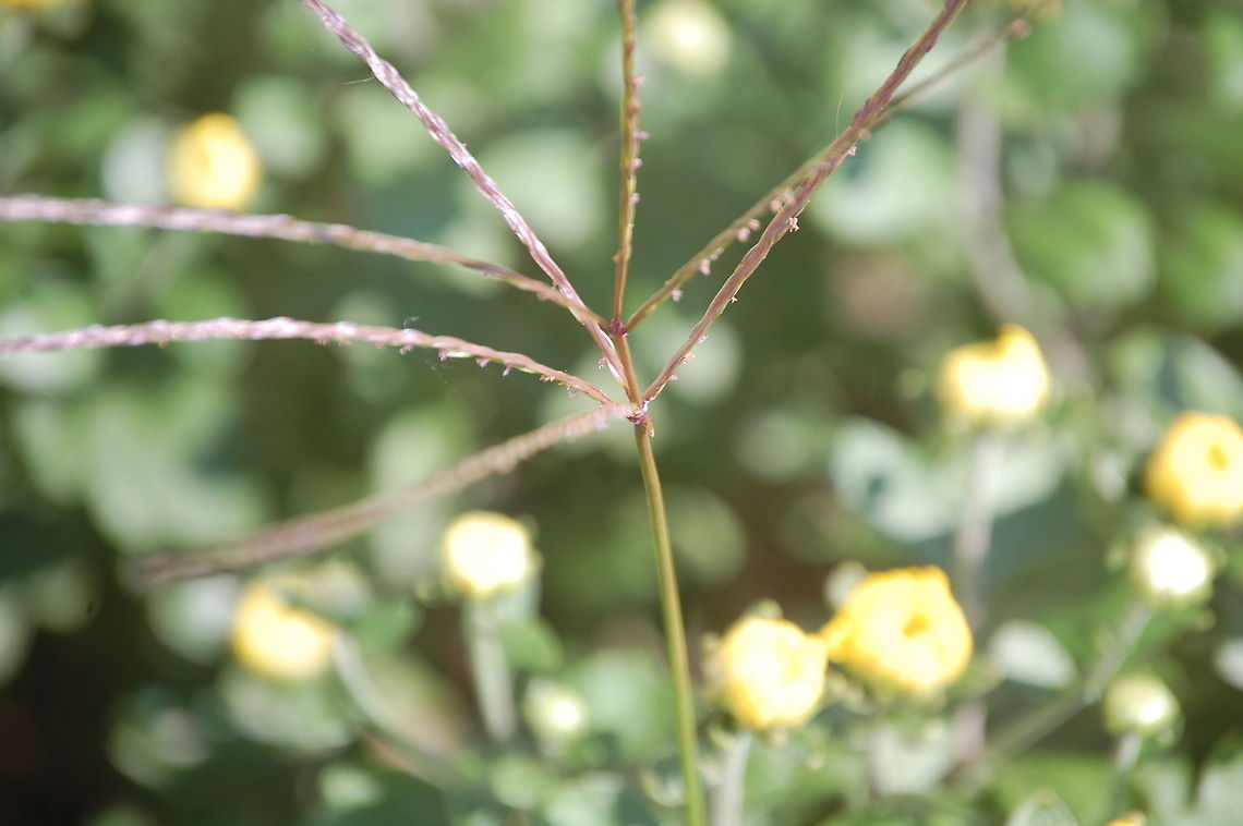 weed a close up of my nemesis  Cynodon dactylon,Plant,flora,floral,grass,nature,plant,weed