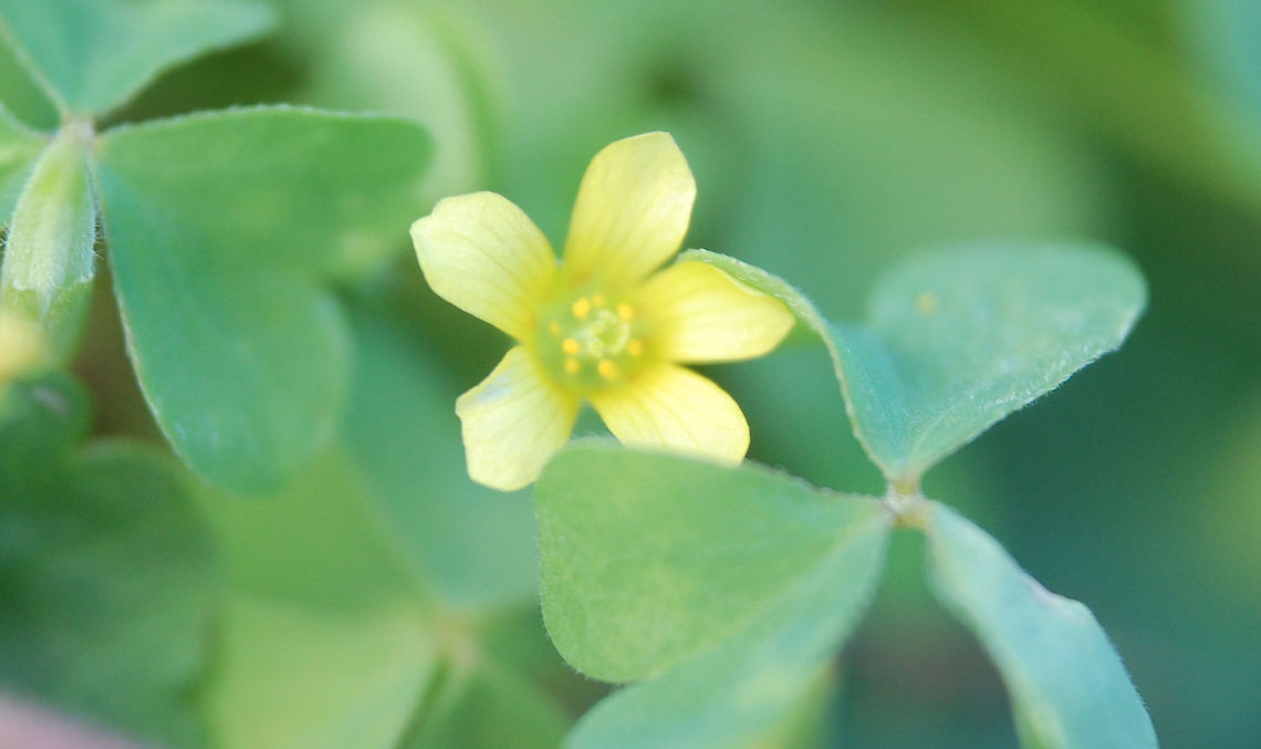 Oxalis stricta yellow woodsorrel Oxalis stricta,Plant,flora,floral,flower,nature,plant