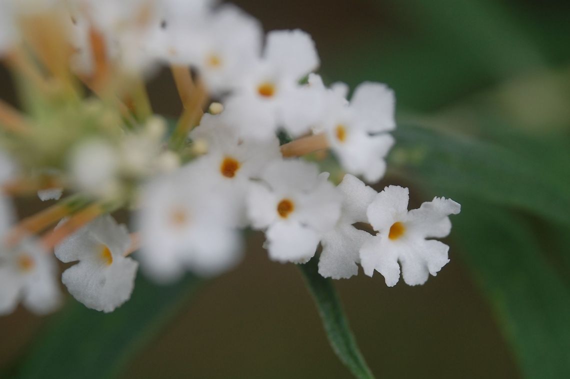 tiny flower  Buddleja davidii,Plant,flora,floral,nature