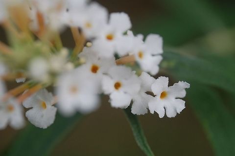 tiny flower  Buddleja davidii,Plant,flora,floral,nature