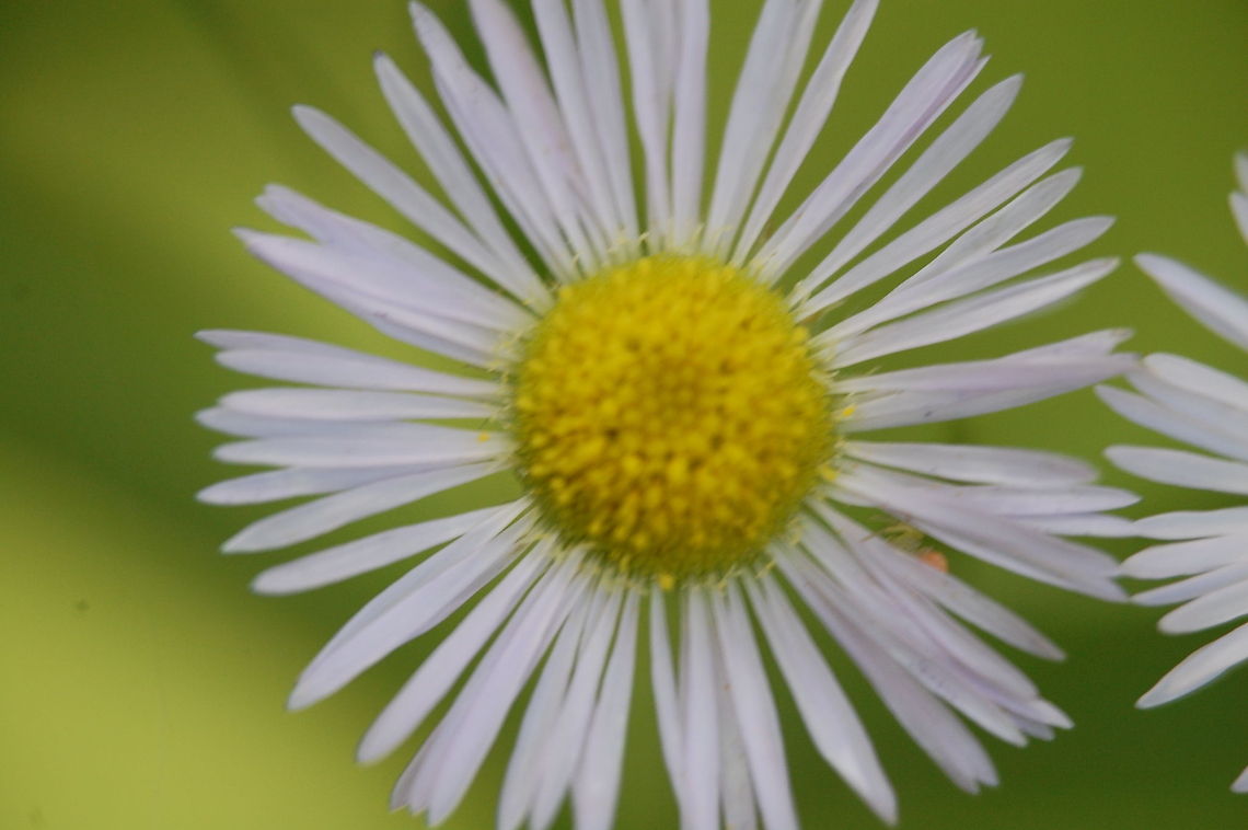 wildflower  Plant,flora,floral,nature
