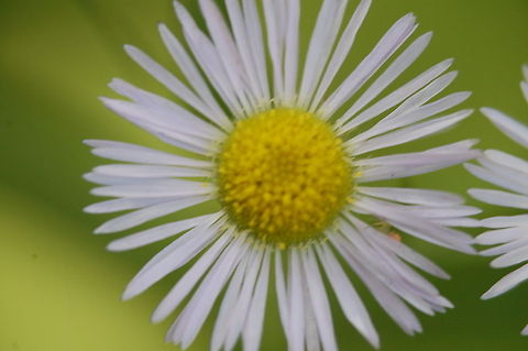 wildflower  Plant,flora,floral,nature