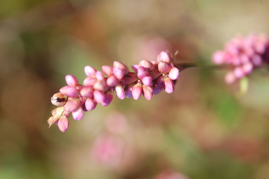 Redshank  Persicaria maculosa,Plant,flora,floral,flowers,nature