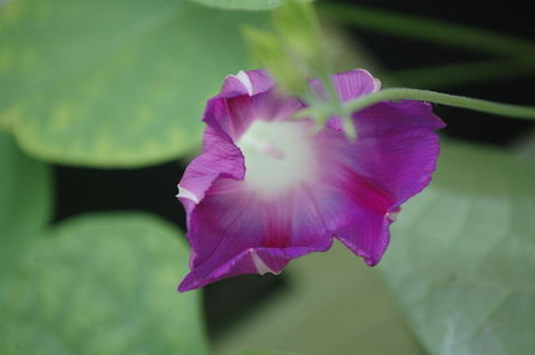 morningglory  Calystegia sepium,Plant,flora,floral,nature